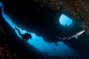 A rebreather diver enters the Grey Nurse Shark Cave.  Can... by Mick Tait 